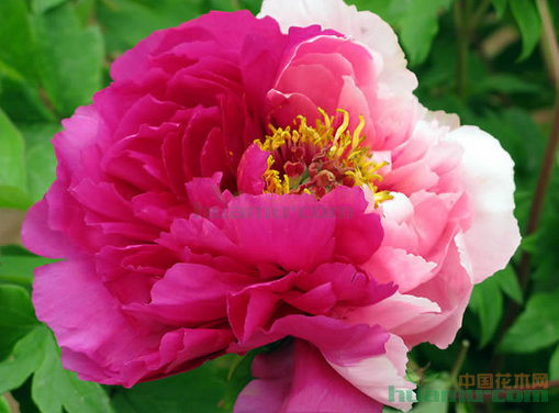 全部商品 - 菏泽万田牡丹种植有限公司 - 中国花木网